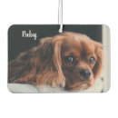 Search for ruby cavalier king charles spaniel Puppy
