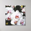 Search for white orchid canvas prints Photography