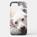 Recherche de labrador retriever iphone coques Drôle
