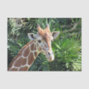 Search for giraffe tissue paper Wild animal