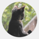 Search for tortoiseshell cat stickers Orange