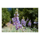 Recherche de de lupin posters Violet