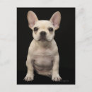 Recherche de taureaux cartes postales Photographie