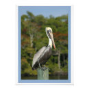 Search for shore birds posters Florida