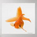 Search for fantail posters Full length