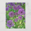 Recherche de allium Floral