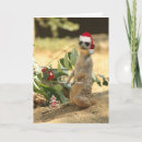 Search for meerkat christmas cards Fun
