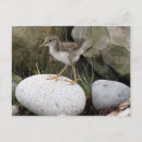 Recherche de poussins de bébé cartes postales Oiseau