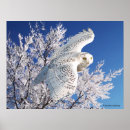 Search for christmas owl art Snow