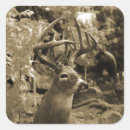 Search for whitetail deer stickers Nature