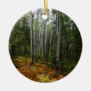 Search for birch trees ornaments Autumn