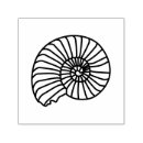 Search for ammonites Nautilus