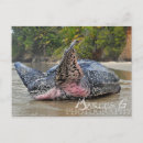Search for leatherback turtle Sea