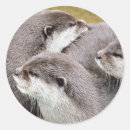 Search for cute otter stickers Animals