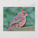 Search for thinks postcards Wildlife