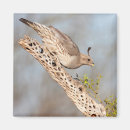 Search for desert bird magnets Birding