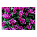 Recherche de tulipe rose posters Fleurs
