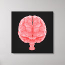 Recherche de anatomie cerveau posters toiles Système nerveux