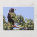 Search for starlings postcards Cute