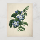 Search for vintage botanical print postcards Floral