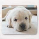 Search for golden retriever puppy mousepads Animal