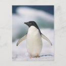 Recherche de adele cartes postales Pingouin