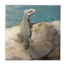 Recherche de faune carreaux Tropical