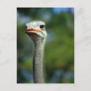 Recherche de ostrich cartes postales Oiseaux
