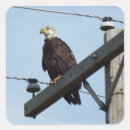 Search for eagle feather stickers Animal