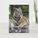 Recherche de tiger anniversaire cartes Chat