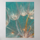 Recherche de pissenlit et blanc posters Plante