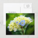 Search for blue hydrangea postcards Photography