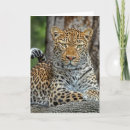Search for leopard portrait cards Leopards