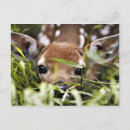 Recherche de faon cartes postales Mignon