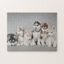 Search for siberian husky puzzles Canine