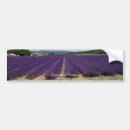 Search for lavender bumper stickers Flowers
