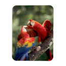 Search for macaw parrot magnets Wild