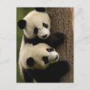 Search for giant sympathy cards Gansu province
