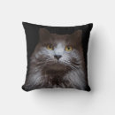 Recherche de à cheveux longs Nebelung