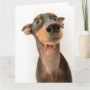 Search for doberman cards Cute