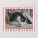 Search for pink black white postcards Cute