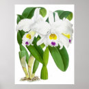 Recherche de vintage orchidee posters Pour tous