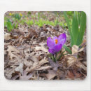 Recherche de crocus tapis souris Printemps