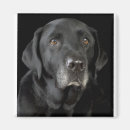 Search for loyal magnets Pet