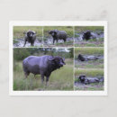 Search for south africa postcards Safari