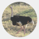 Search for ostrich stickers Bird