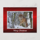 Recherche de photo de loup cartes postales Faune