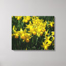Search for yellow daffodil canvas prints Narcissus