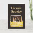 Search for cat in box cards Fun