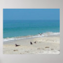 Recherche de oiseau mer posters Surf